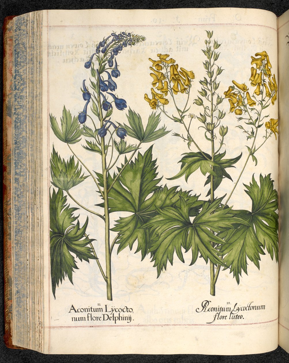 Aconitum lycoctonum (Wolfsbane) from Hortus Eystettensis, Basilius Besler by Basilius Besler