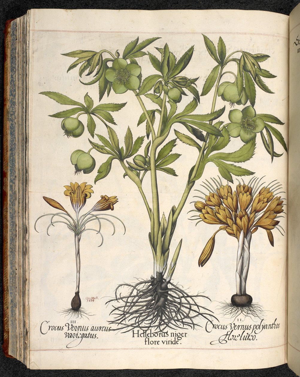 Helleborus Niger, Crocus Vernus, from Hortus Eystettensis, by Basilius Besler by Basilius Besler