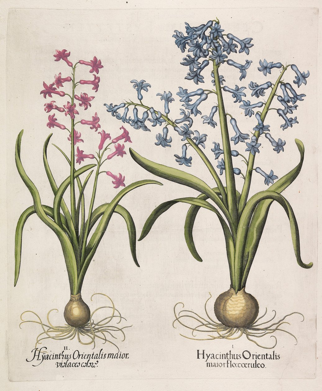 Hyacinthus orientalis , 1613.  by Basilius Besler