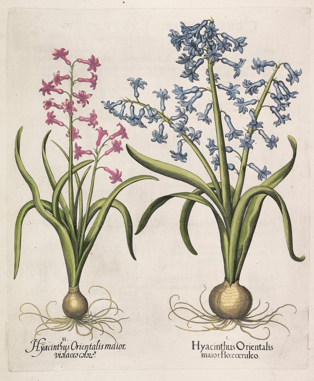 Hyacinthus orientalis 1613. by Basilius Besler