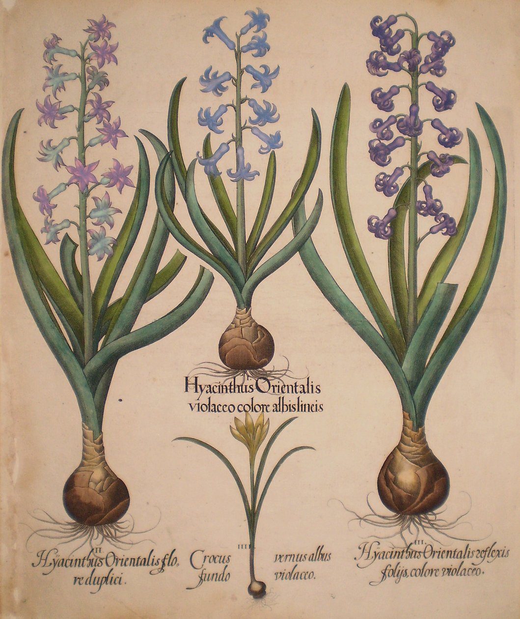 Hyacinthus orientalis floreduplici, Hyacinthus orientalis violaceo albislienis, Crocus vernus albus fundo violaceo, Hyacinthus orientalis reflexis folys colore violaceo by Basilius Besler