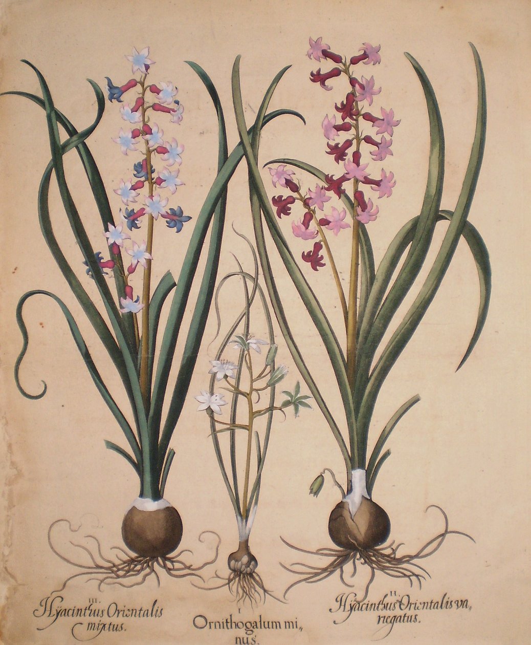 Hyacinthus orientalis mixtus, Ornithogalum minus, Hyacinthus orientalis variegatus by Basilius Besler