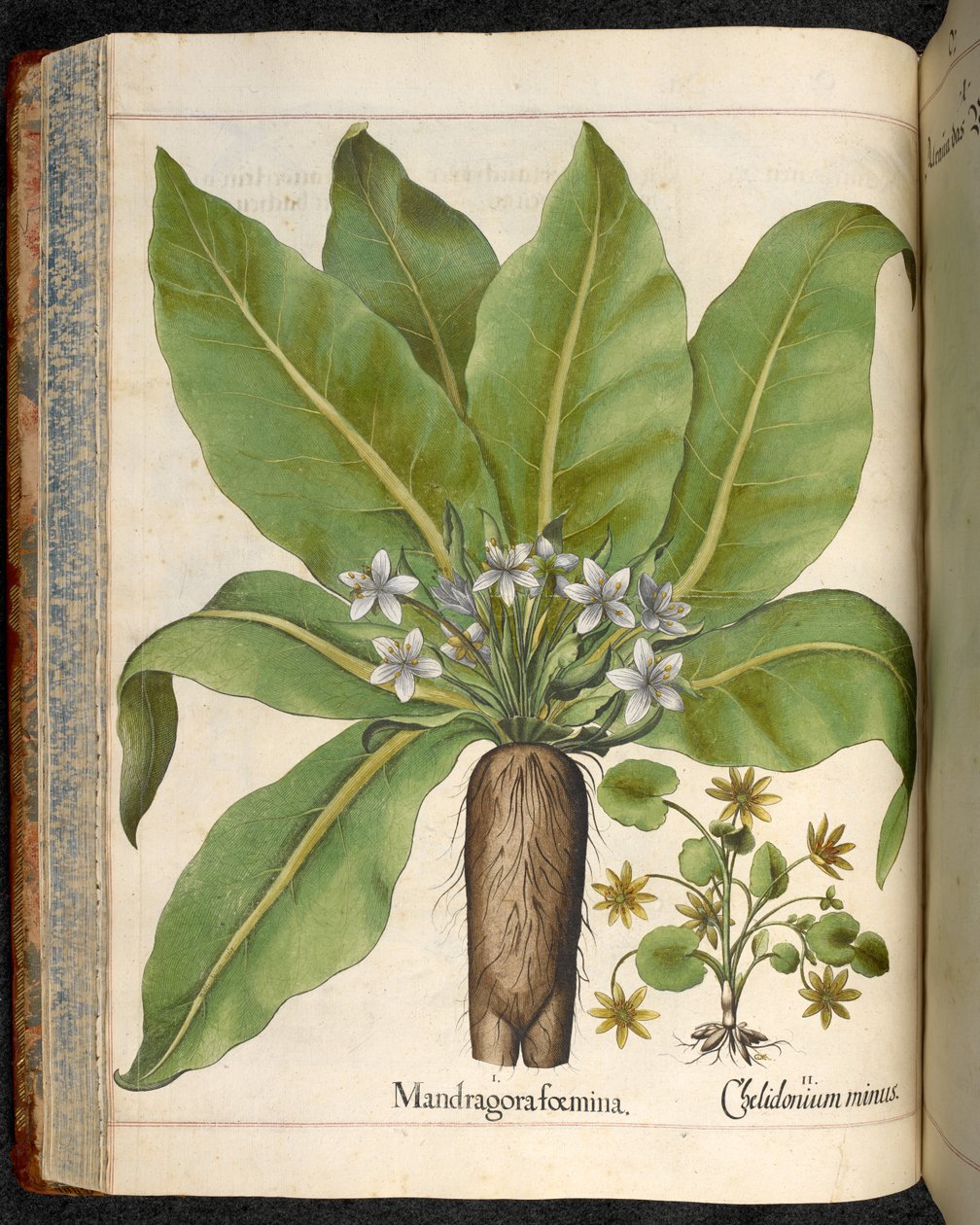 Plate 29: Mandragora foemina (Mandrake), from Hortus Eystettensis, by Basilius Besler by Basilius Besler