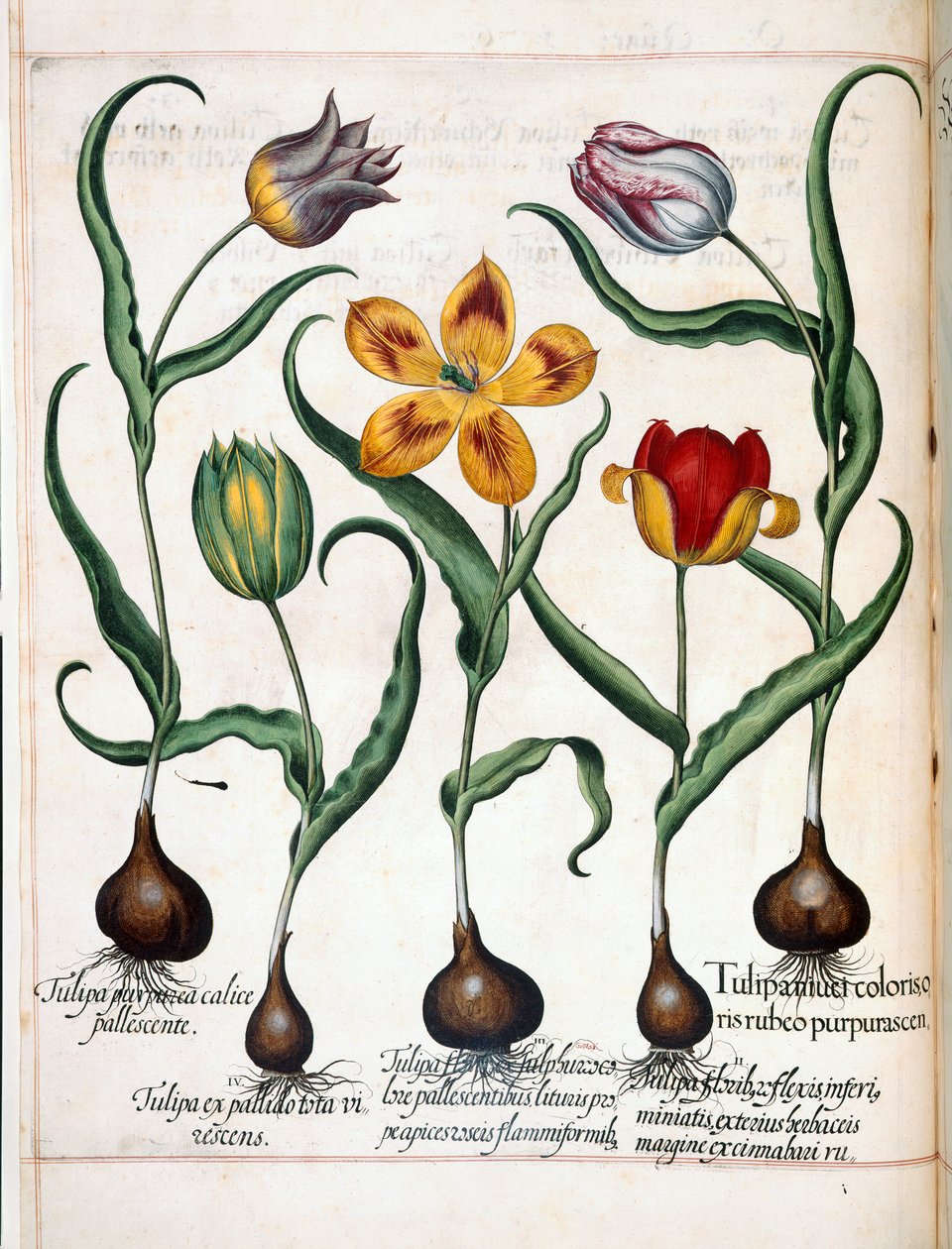 Tulip, from Hortus Eystettensis by Basilius Besler