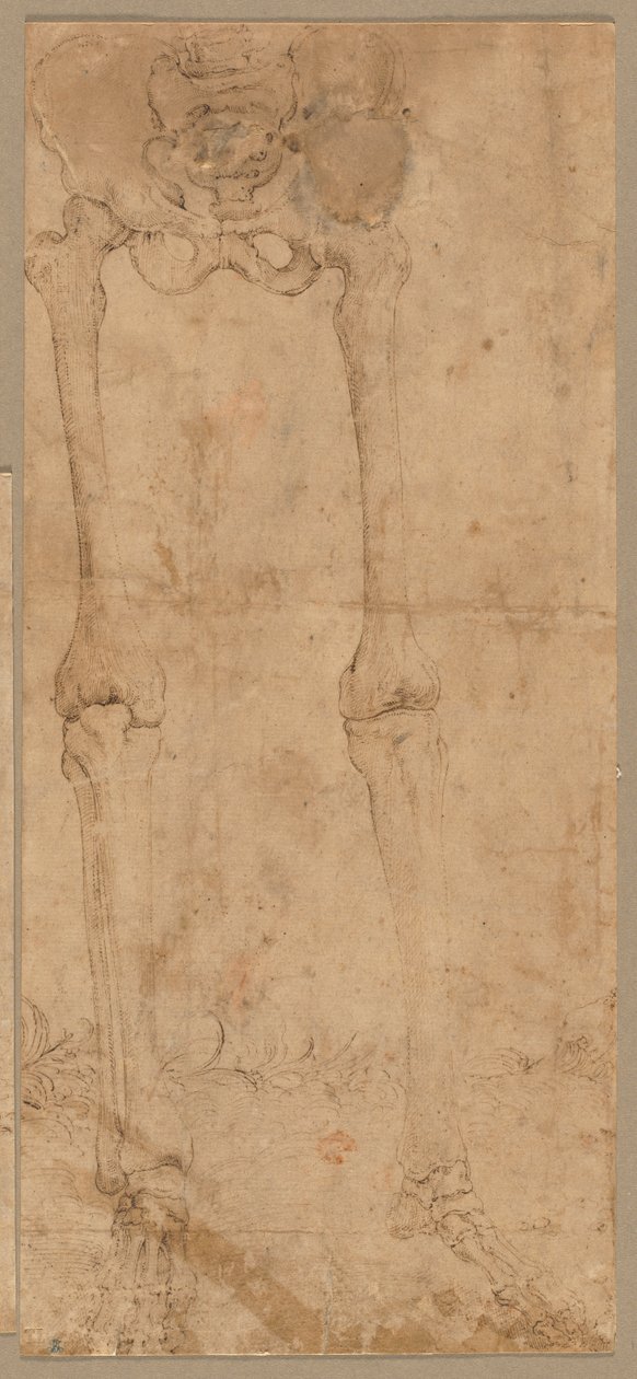 Lower Half of Skeleton from the Front by Battista Franco