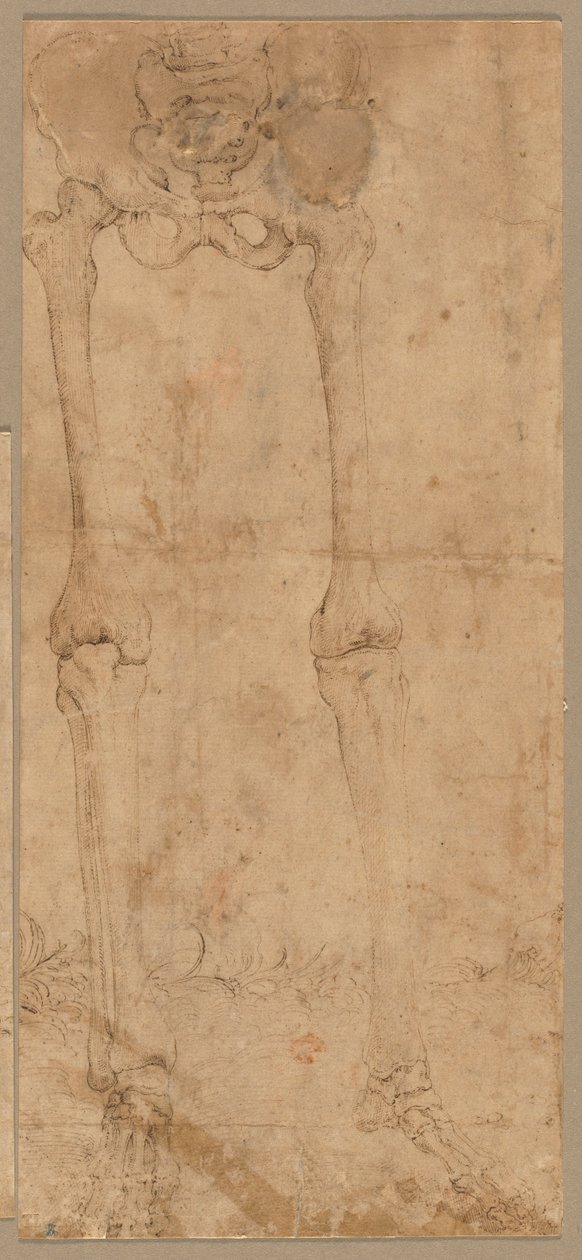 Lower Half of Skeleton from the Front by Battista Franco
