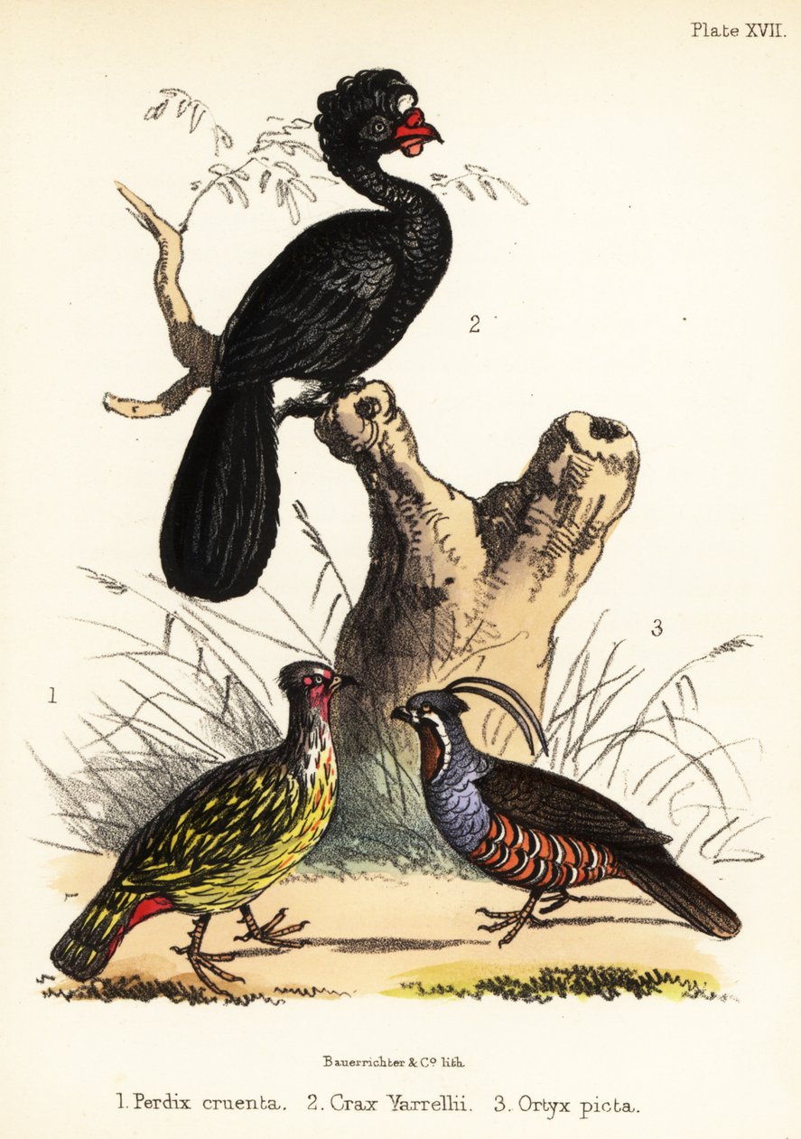 Blood Pheasant, Wattled Curassow and Mountain Quail by Bauerrichter