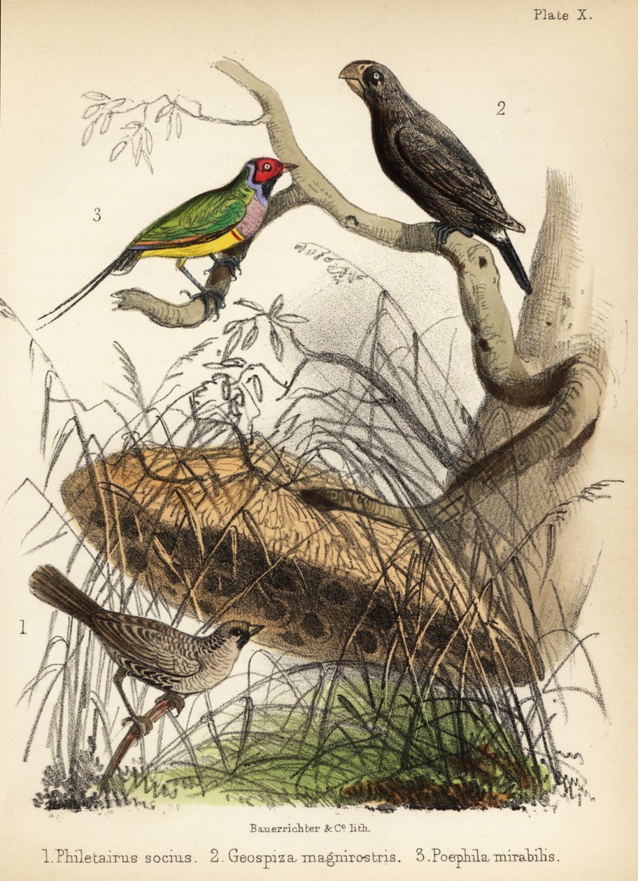 Sociable weaver, large ground finch and Gouldian finch. 1855 by Bauerrichter