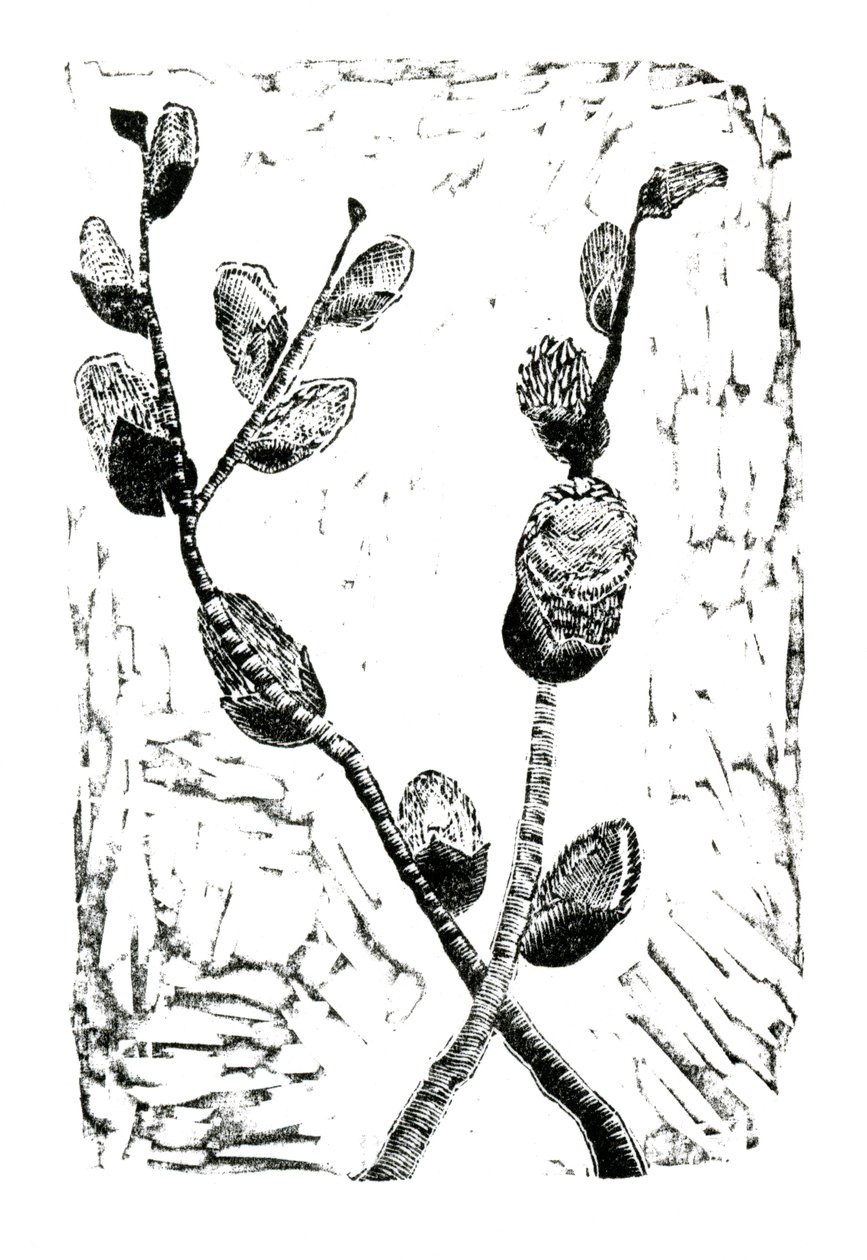 Sleeping Pussy Willow by Bella Larsson