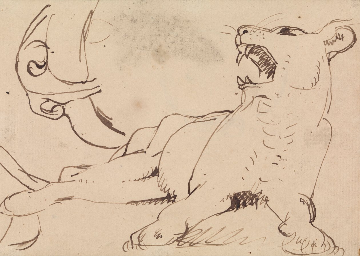 Study of a Lioness by Benjamin Robert Haydon