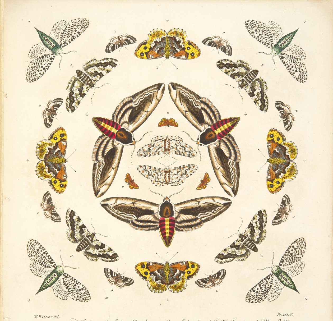 Detail from Plate V, from A Rare Depiction of Butterflies and Moths, pub. 1764 by Benjamin Wilkes