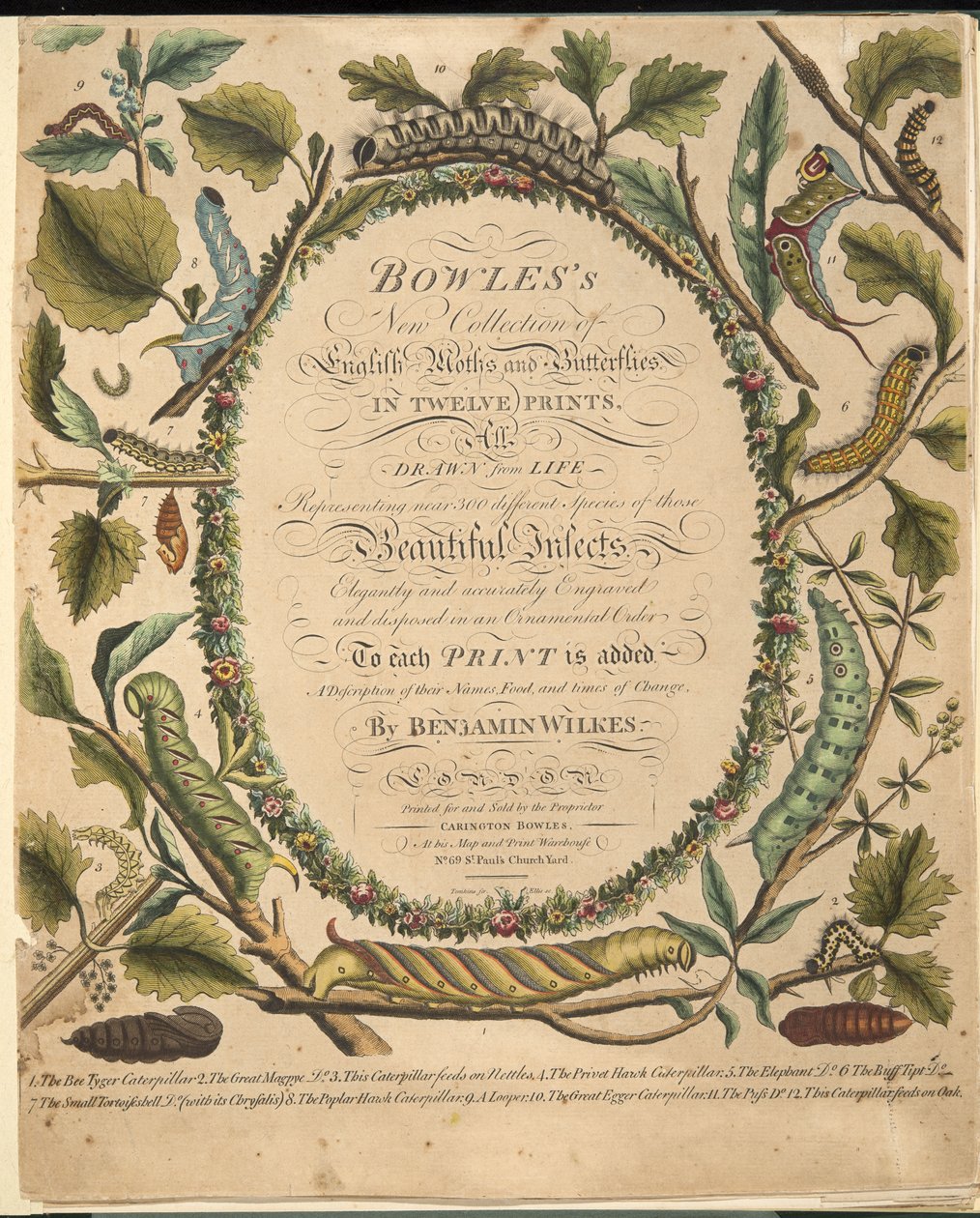 Frontispiece, from A Rare Depiction of Butterflies and Moths, pub. 1764 by Benjamin Wilkes