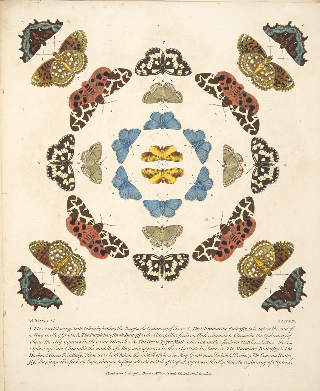 Plate III, from A Rare Depiction of Butterflies and Moths, pub. 1764 by Benjamin Wilkes