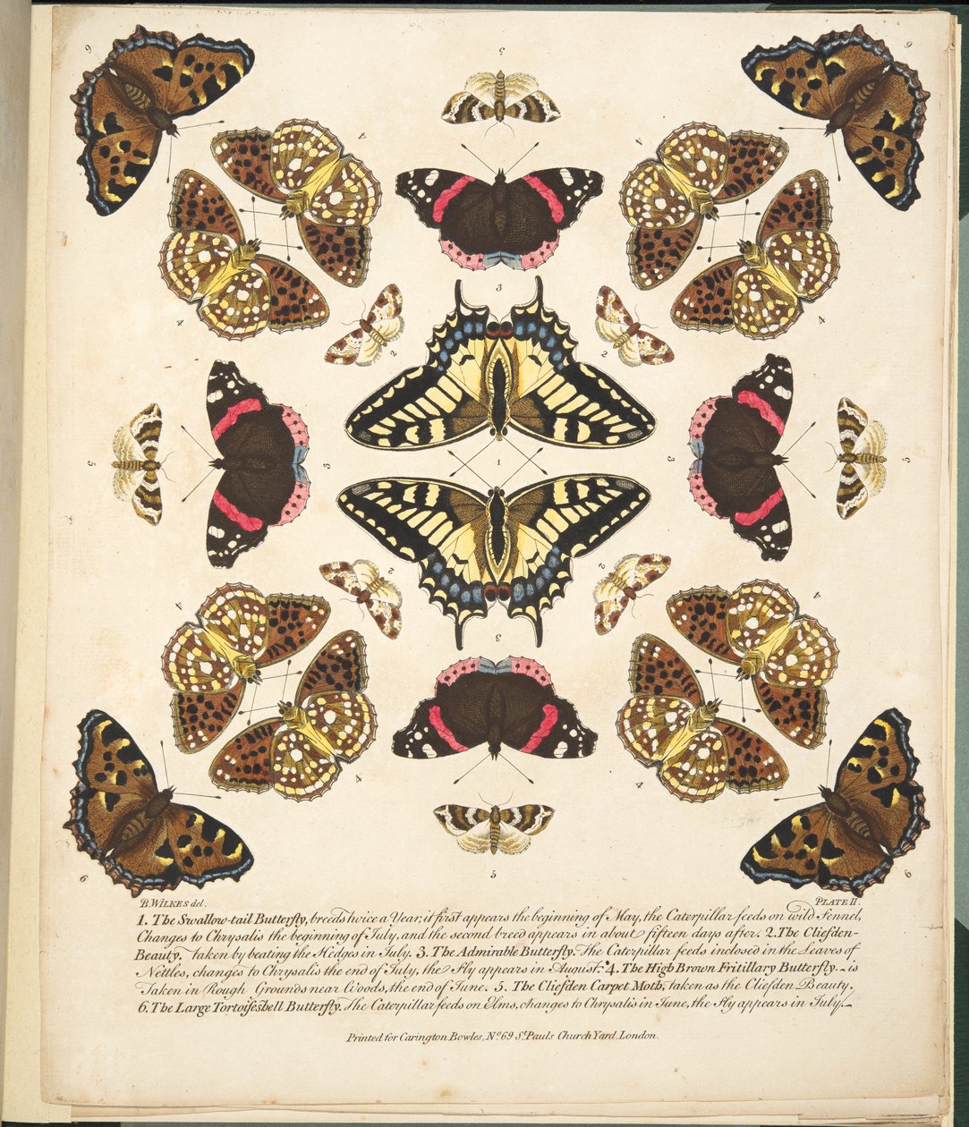 Plate II, from A Rare Depiction of Butterflies and Moths, pub. 1764 by Benjamin Wilkes