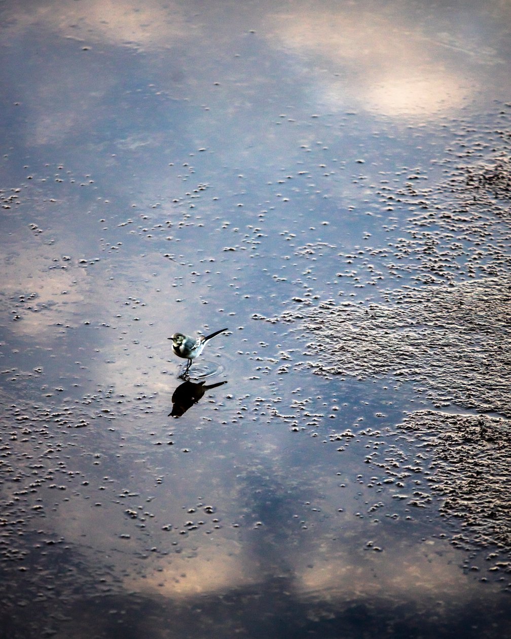 Bird on the Garonne River in Toulouse, Haute-Garonne by Bernard Bonnefon