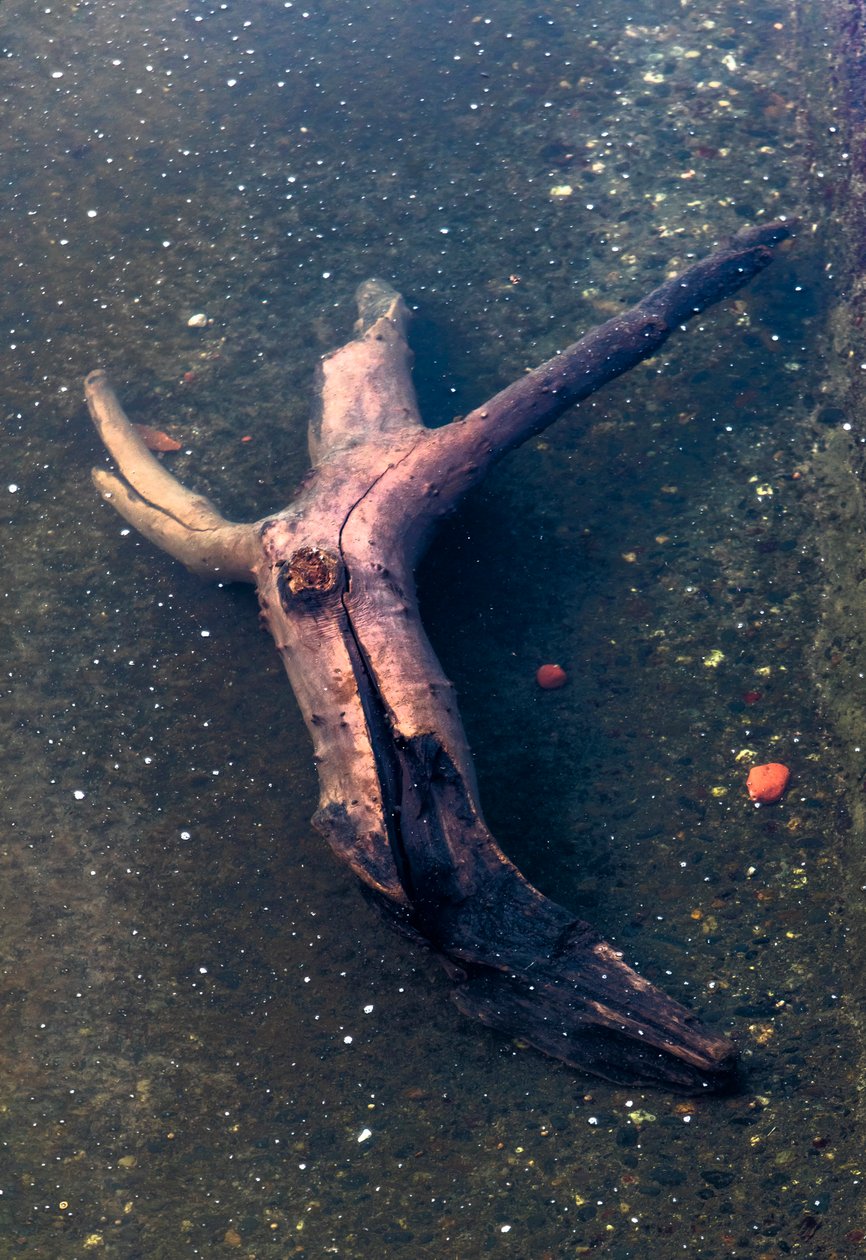 Crucifix-shaped Piece of Wood in the Garonne River, Toulouse, Haute-Garonne by Bernard Bonnefon