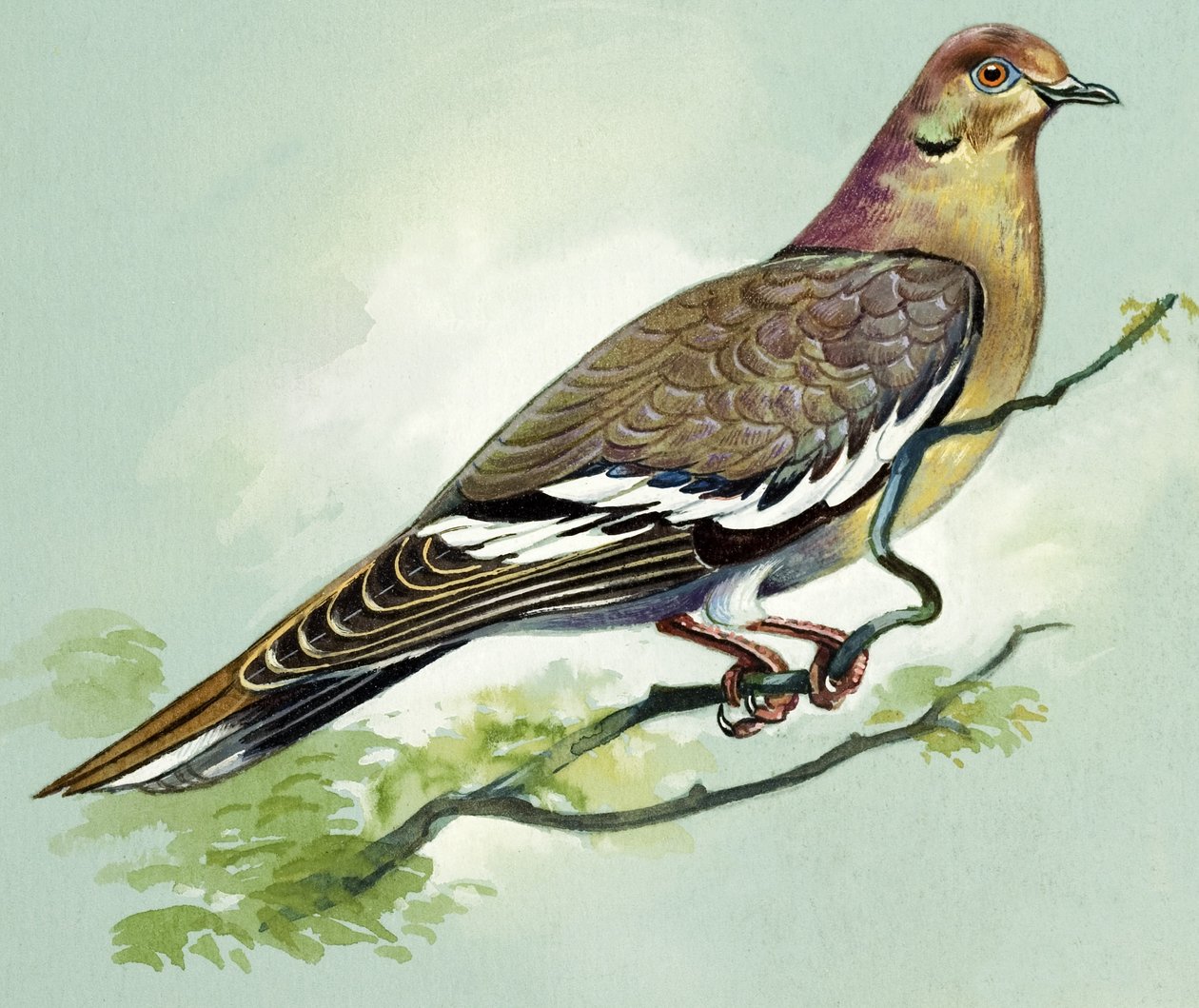 White Winged Dove by Bert Illoss