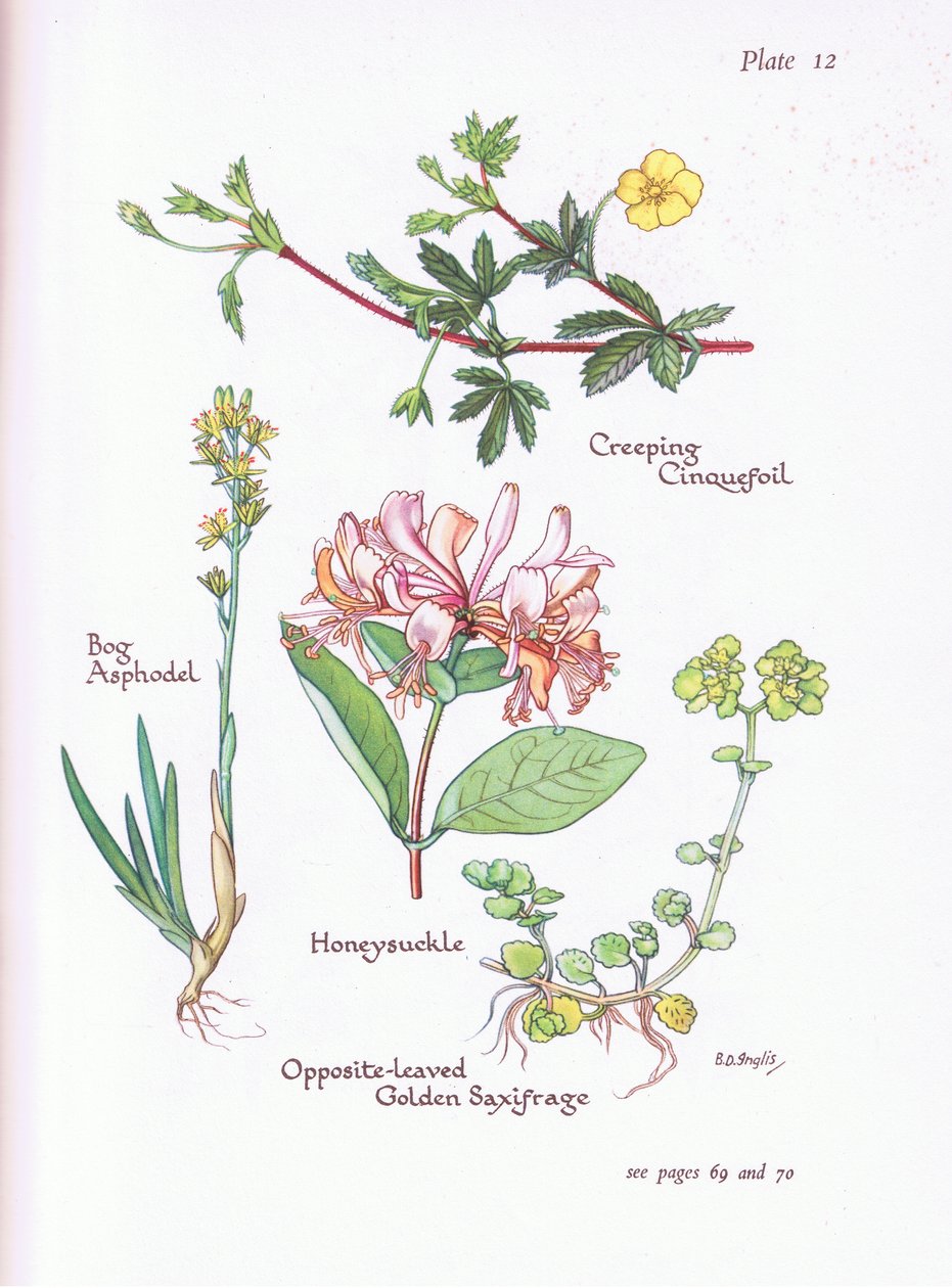 Creeping Cinquefoil, Bog Asphodel, Honeysuckle or Woodbine, Opposite-Leaved Golden Saxifrage by Bessie D. Inglis