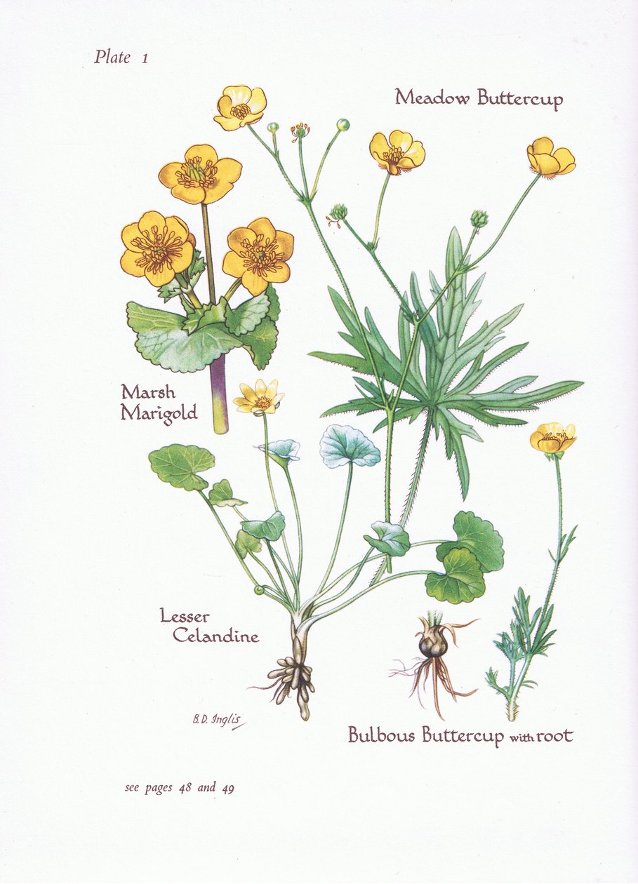 Marigold: Check in Buttercup Marigold: Check in Buttercup