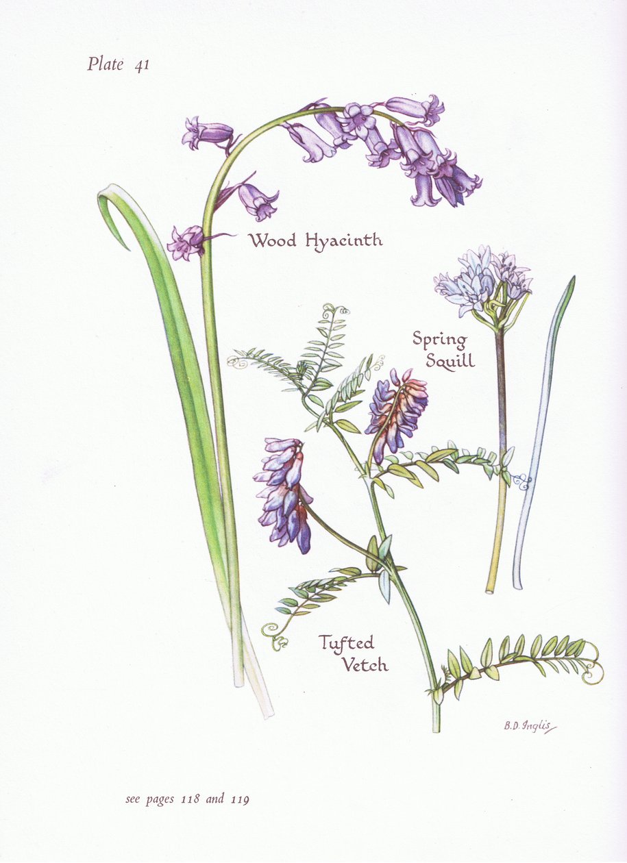 Spring Squill, Wood Hyacinth, Tufted Vetch by Bessie D. Inglis