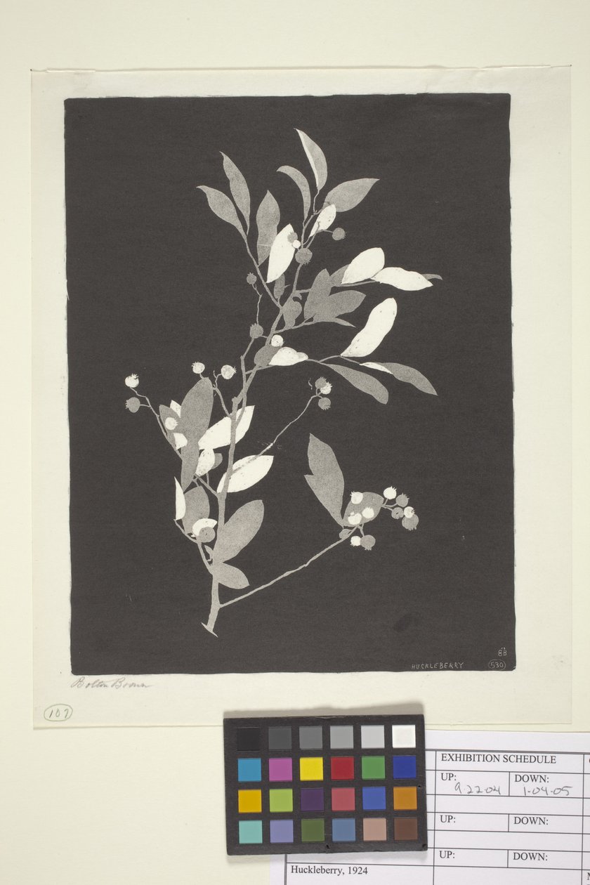 Huckleberry by Bolton Coit Brown