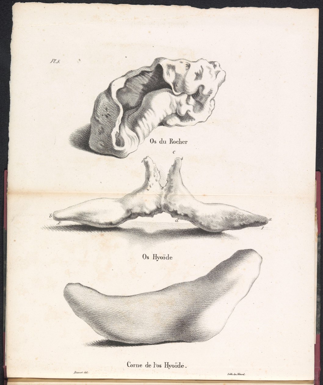 Three Parts of the Whale