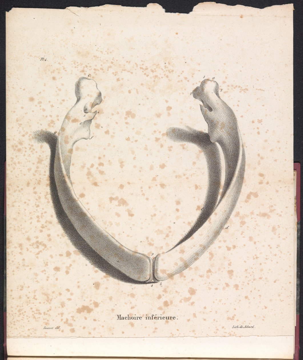 Lower jaw of the whale, 1827 by Bossuet
