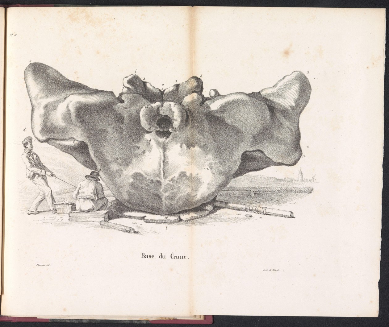 Whale Skull, 1827 by Bossuet