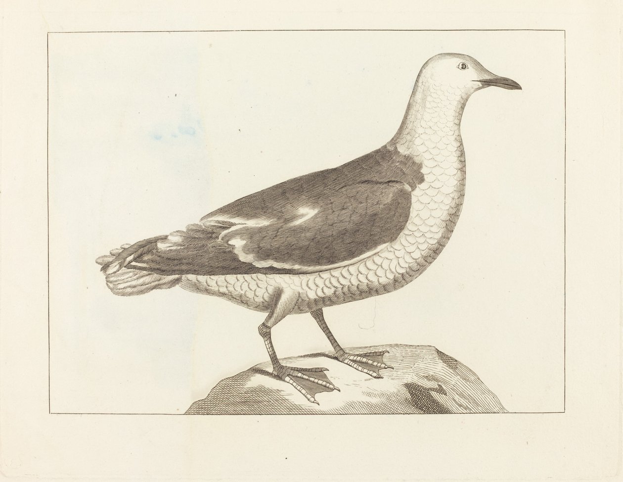 Water Fowl by British 19th Century