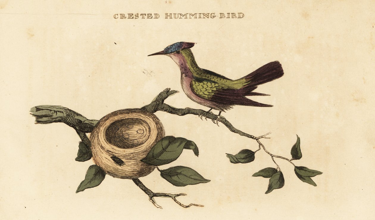 Antillean crested hummingbird, Orthorhyncus cristatus by British School