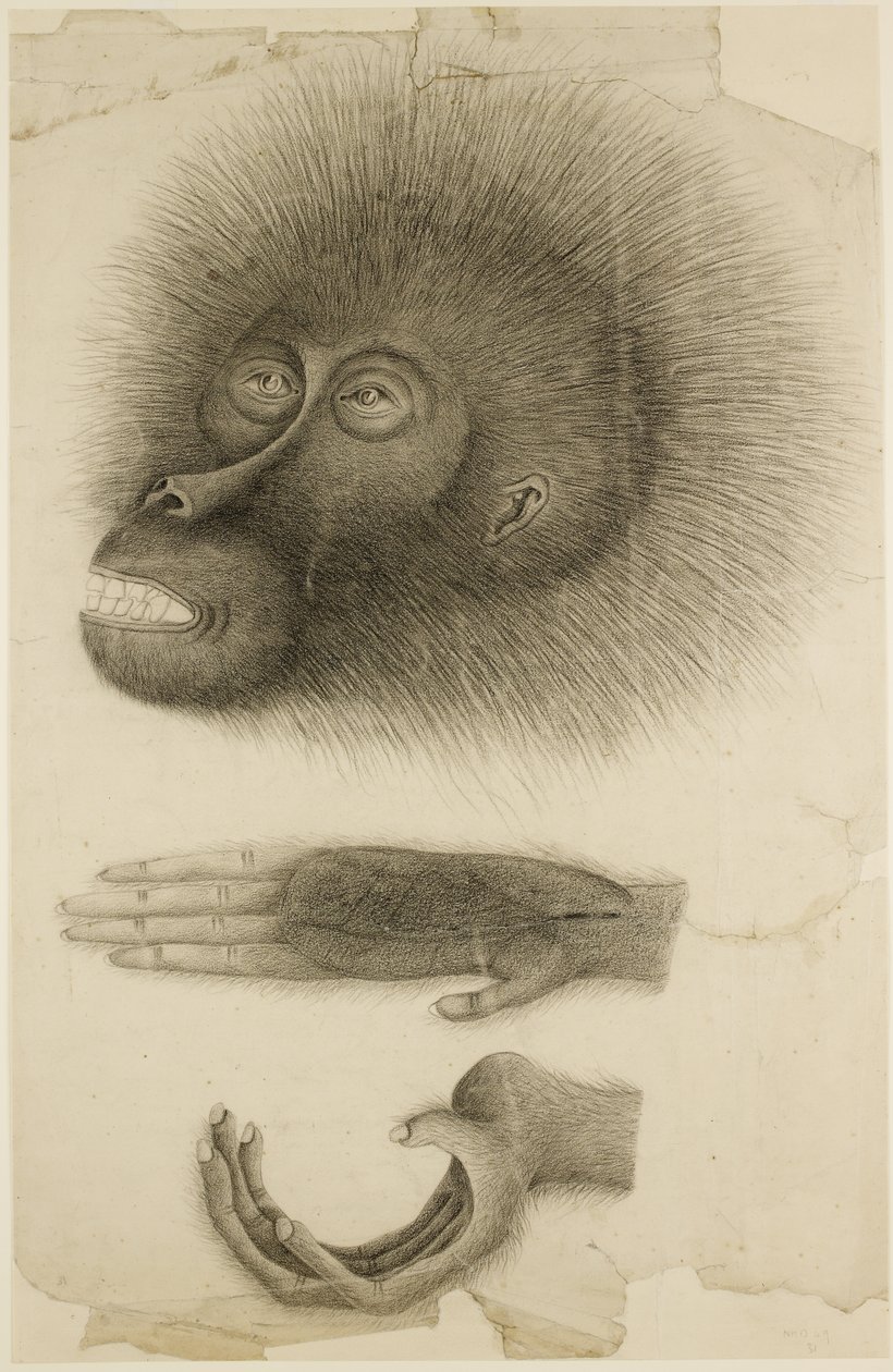 The Head and Hands of an Orangutan, c.1818-30 by British School