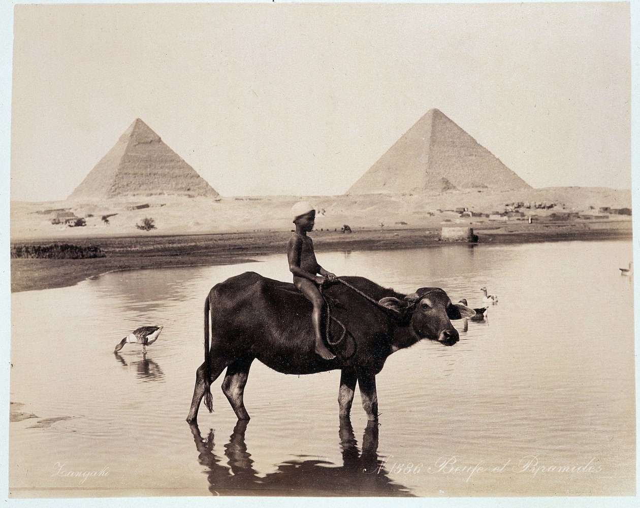 A child and an ox in a body of water at the foot of the pyramids of Chephren and Cheops at Giza - photograph by the Zangaki brothers, late 19th century by Brothers Zangaki