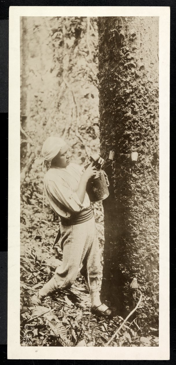 View of a Man Collecting Rubber from a Rubber Tree, Presumably in Panama During the Construction of the Canal by Byron Company