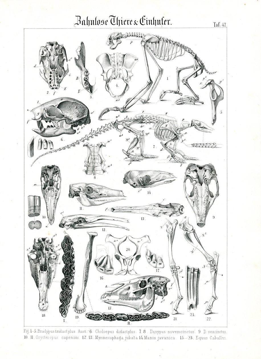 Anatomical Illustration of Edentates and Equids by C. Roth
