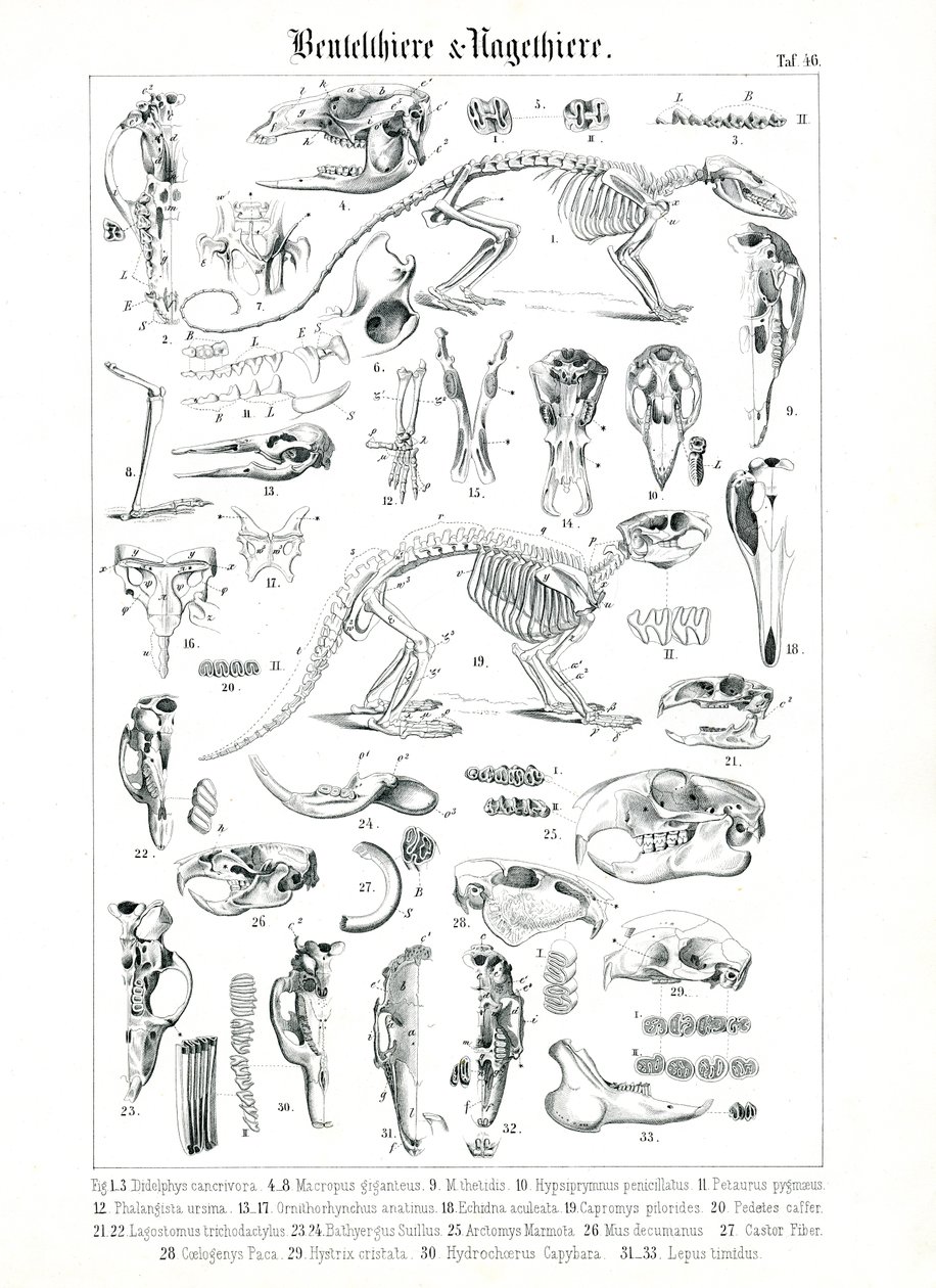 Anatomical Illustration of Marsupials and Rodents by C. Roth
