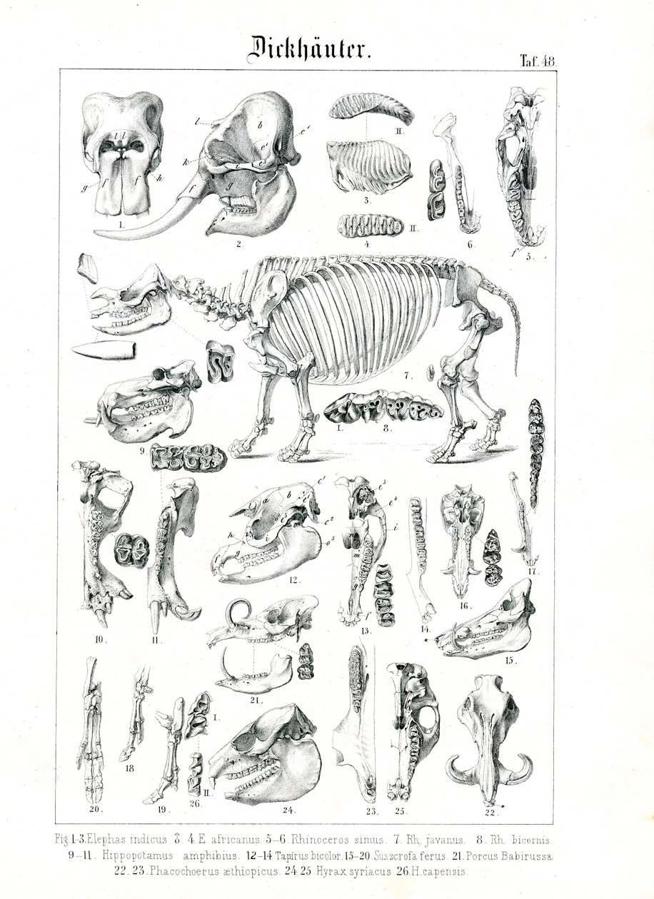 Anatomical Illustration of Pachyderms by C. Roth