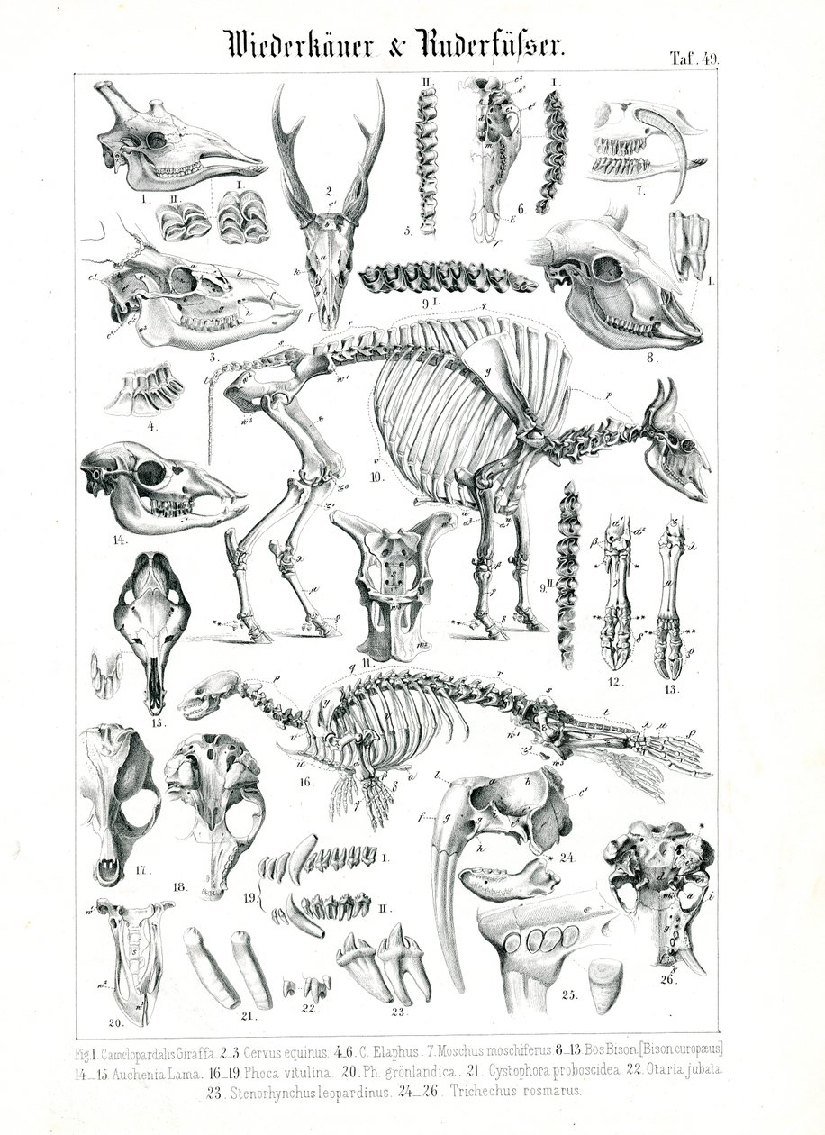 Anatomical Illustration of Ruminants and Pinnipeds