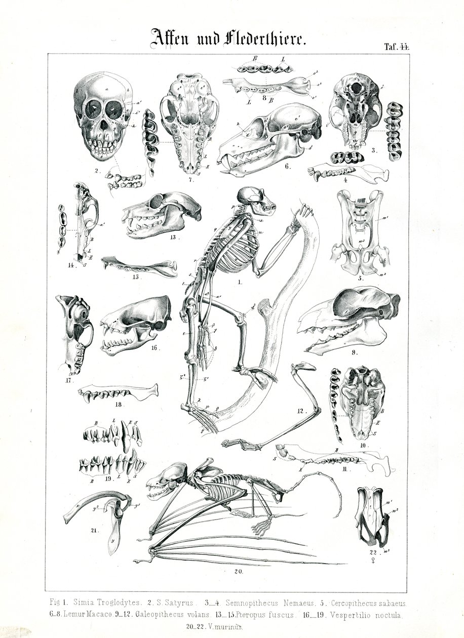 Comparative Anatomy of Primates and Bats by C. Roth