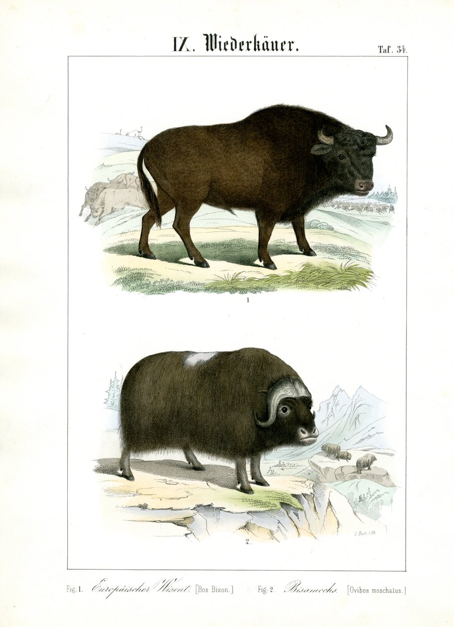 European Bison and Muskox by C. Roth