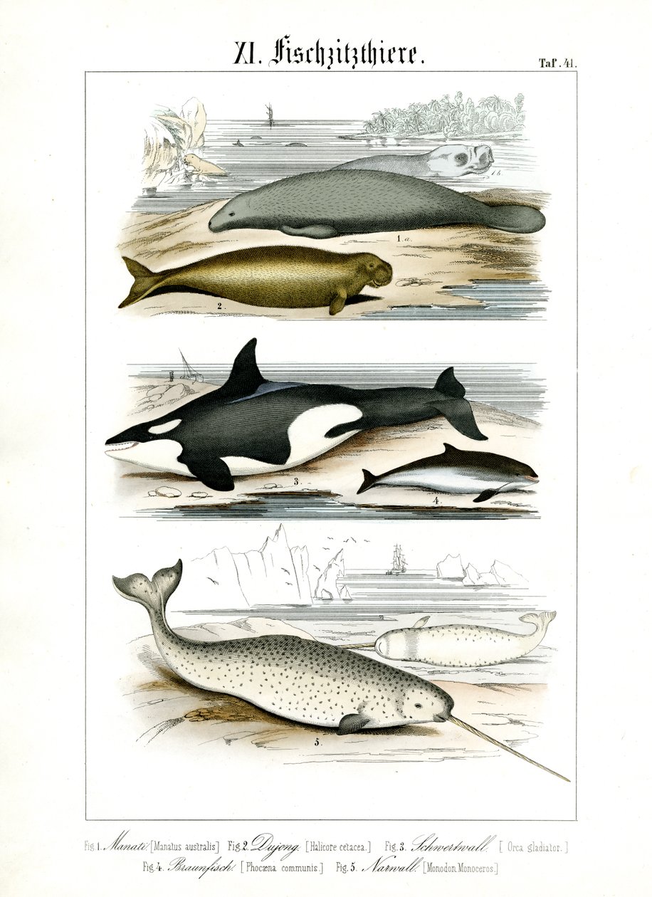 Marine Mammals and Their Anatomical Features by C. Roth