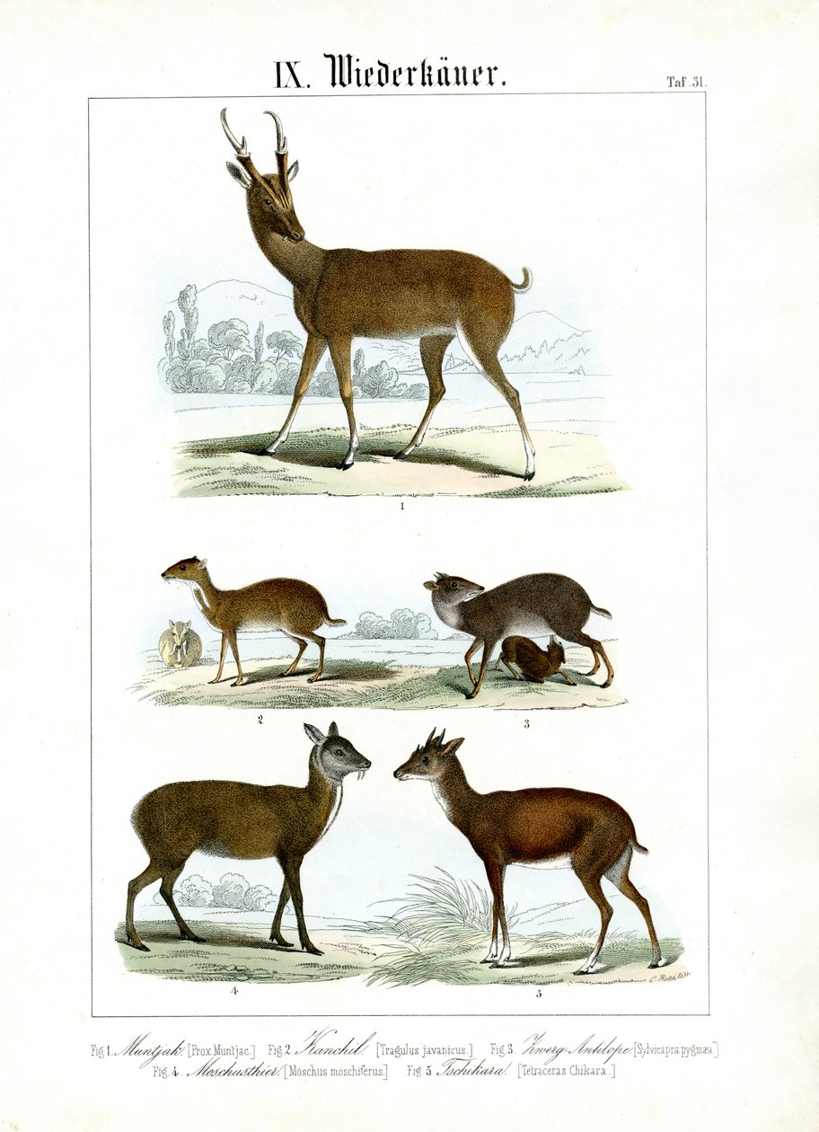 Various Small Ruminants from Asia by C. Roth