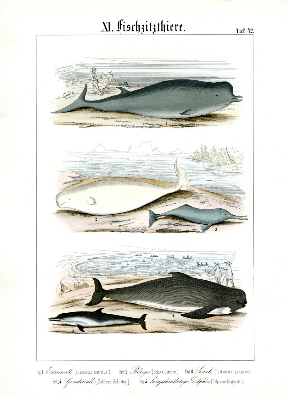 Whales and Dolphins in Their Marine Habitats by C. Roth
