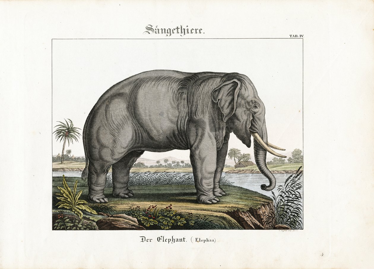 African Elephant by C. Steglich