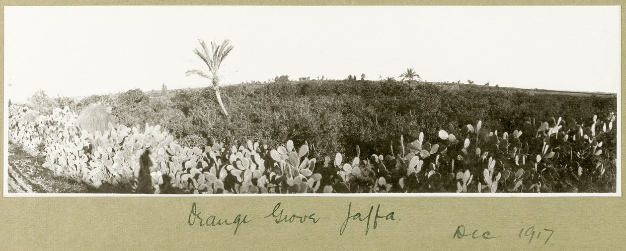 Orange Grove, Jaffa, December 1917 by Capt. Arthur Rhodes