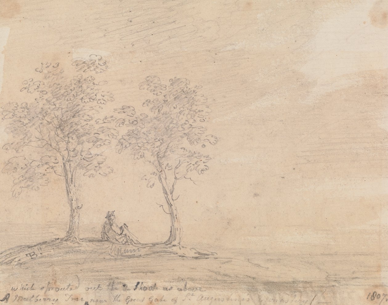 A Mulberry Tree Near the Great Gate of St. Augustine