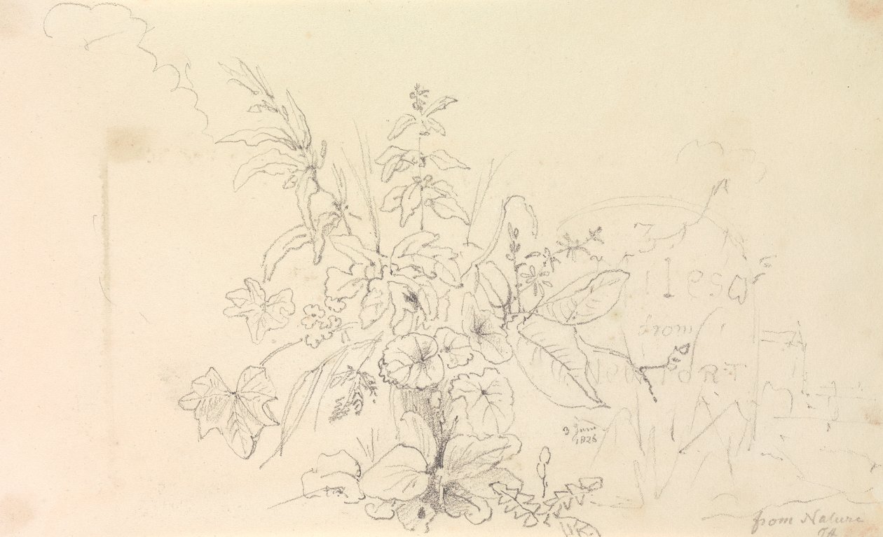 Sketch of Plants and a Milestone from Nature, 3 June 1826 by Capt. Thomas Hastings