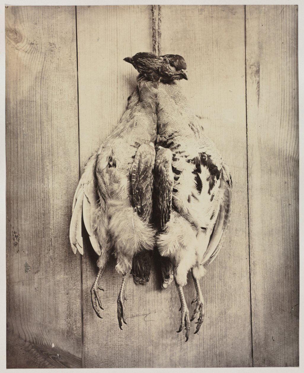 Partridges (recto) by Captain N. Baily