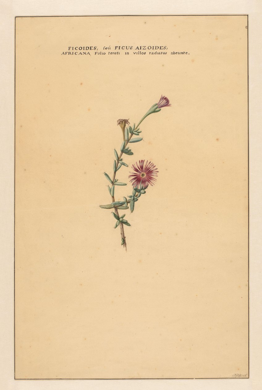 Ficus by Carel Borchaert Voet