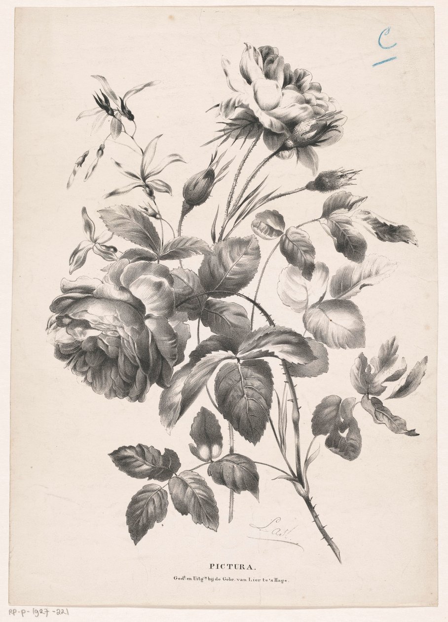 Two Roses by Carel Christiaan Antony Last
