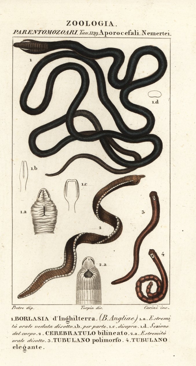 Bootlace worm, Lineus longissimus 1, Borlasia angliae 1, proboscis worm, Cerebratulus bilineatus 2, Cerebratulus bilineatus 2, ribbon worm, Tubulanus polimorphus 3, Tubulanus elegans 4 by Carini Carini